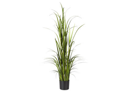 Martha Grass Potted Large