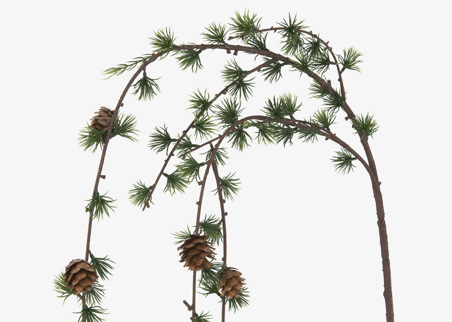 Larix Larch Branch