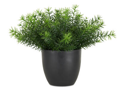 Cay Asparagus Fern Potted