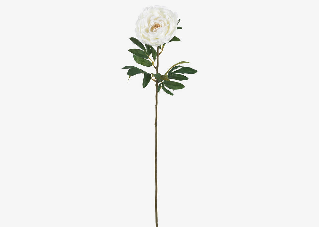 Kirra Peony Stem