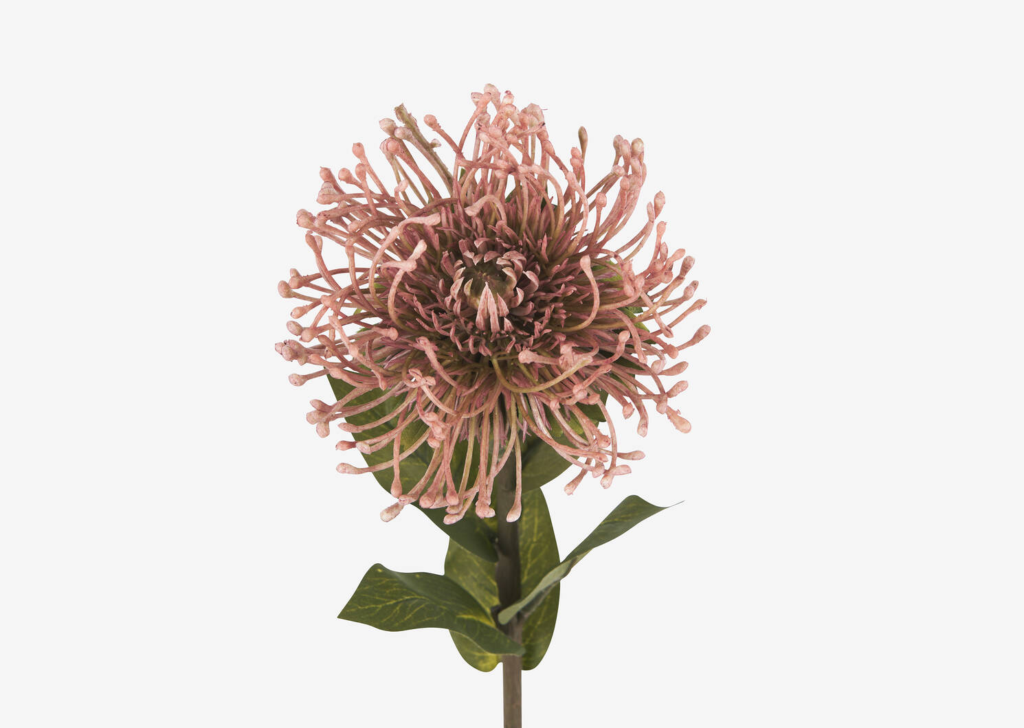 Tige de leucospermum Jada rose