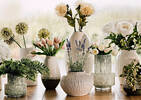 Agnes Tulip Bunch White