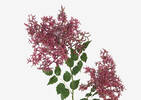 Miki Stonecrop Stem Pink
