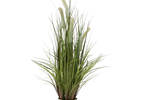 Joshua Grass Potted Green