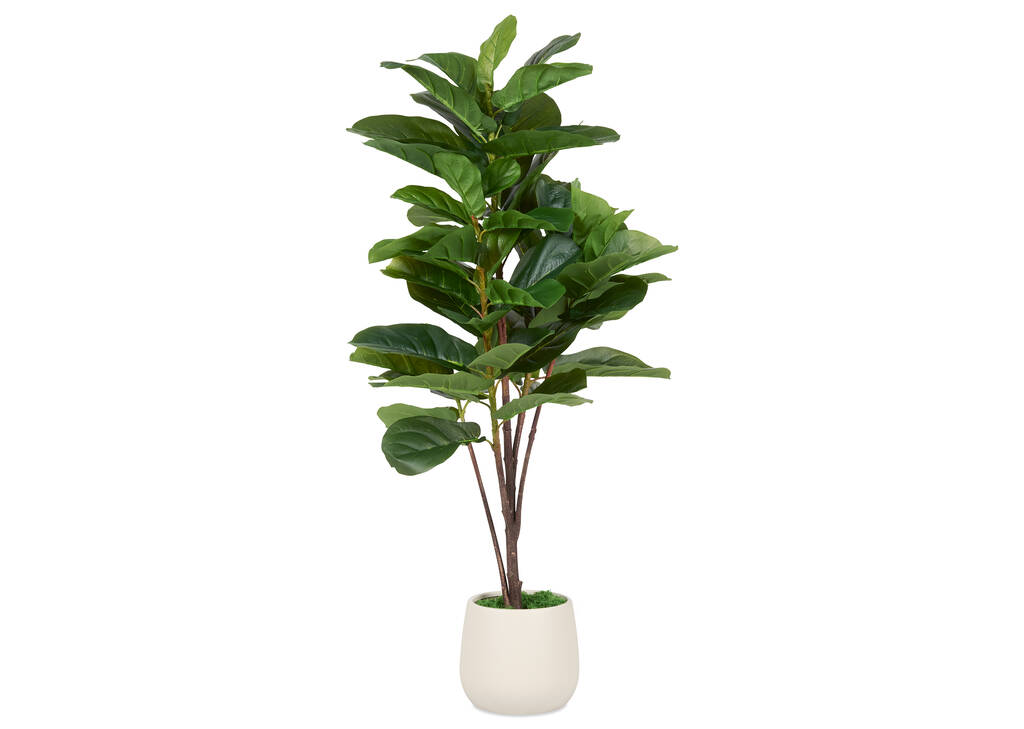 Joe Fiddle Tree Potted