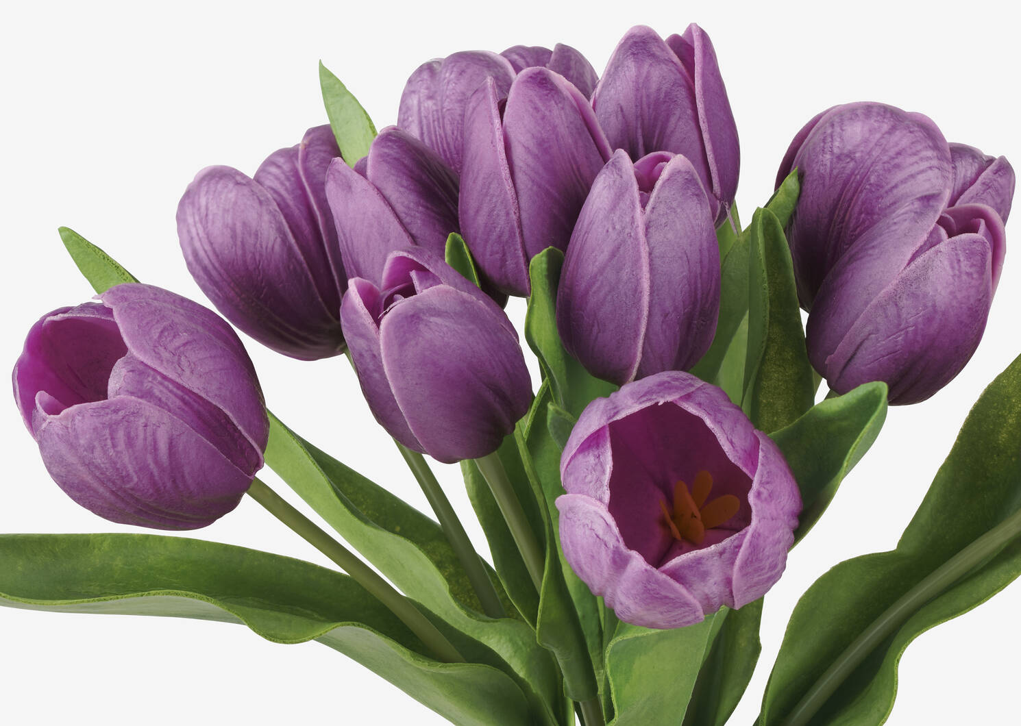 Agnes Tulip Bunch Purple
