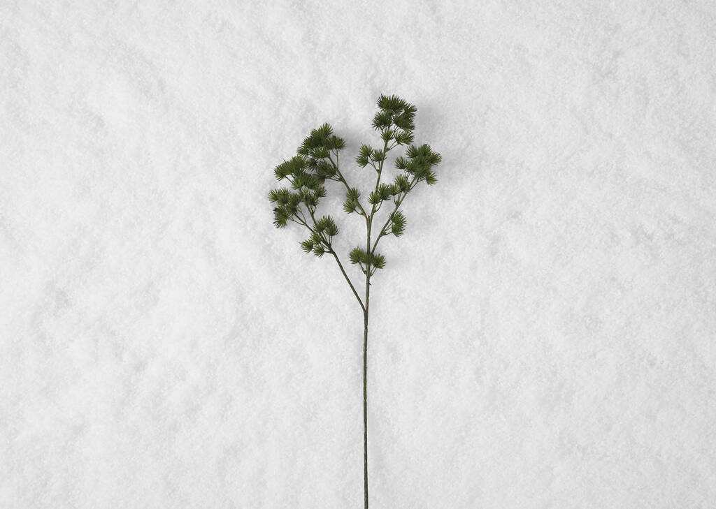 Ming Fern Branch