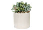 Hailey Succulants Potted