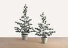 Petit arbre en pot Tremblant