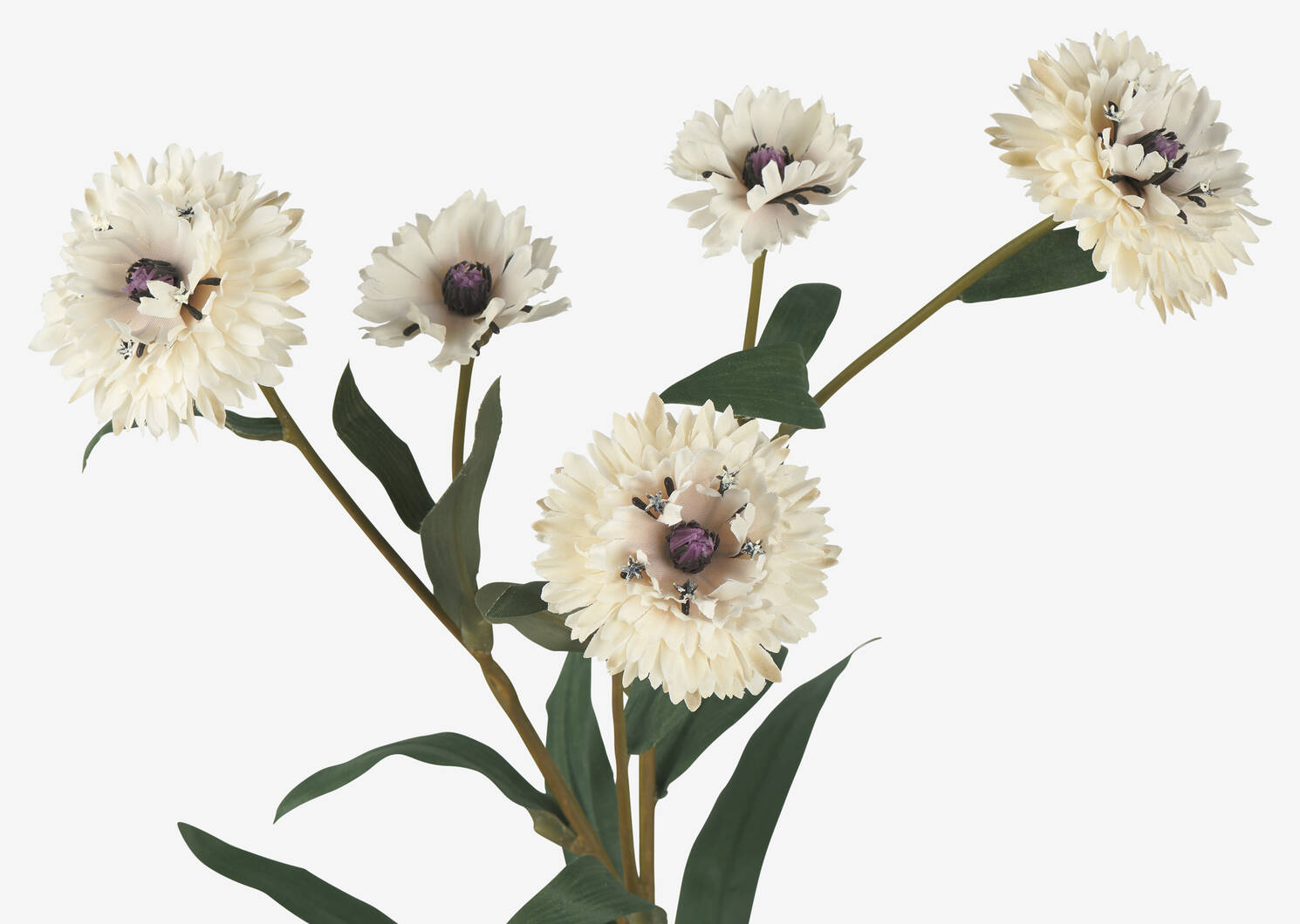 Tige de centaur&eacute;es Lindy blanches