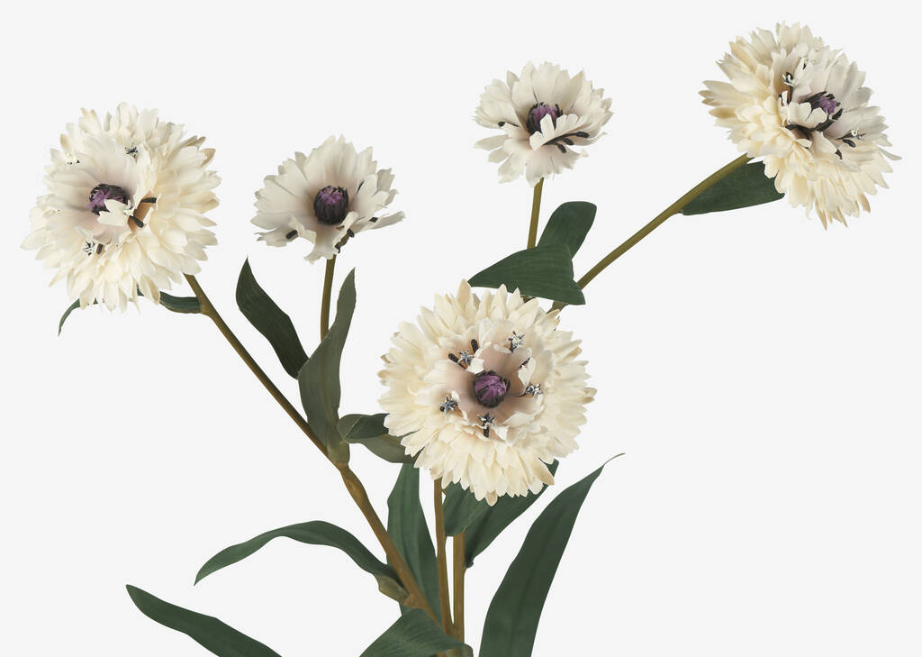 Tige de centaur&eacute;es Lindy blanches