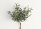 Branche Winterberry