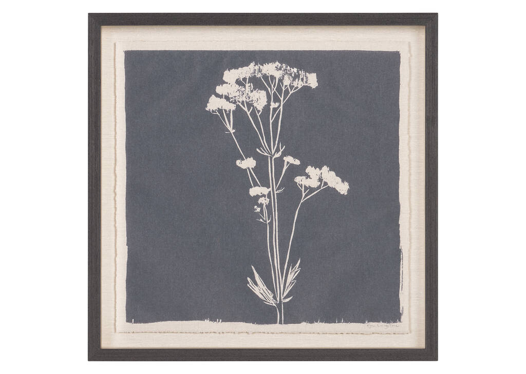 Common Valerian Framed Print