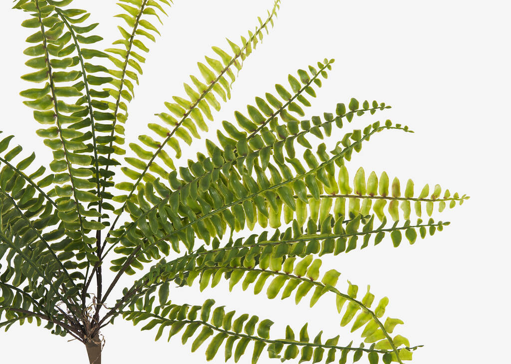 Grande branche de foug&egrave;res Jylan