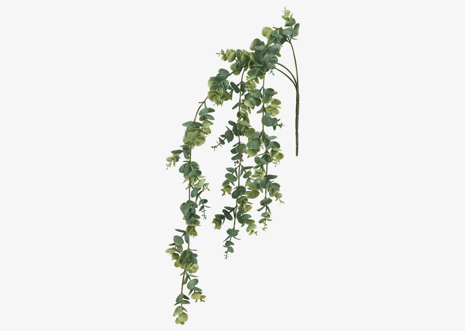 Eucalyptus suspendu Marla
