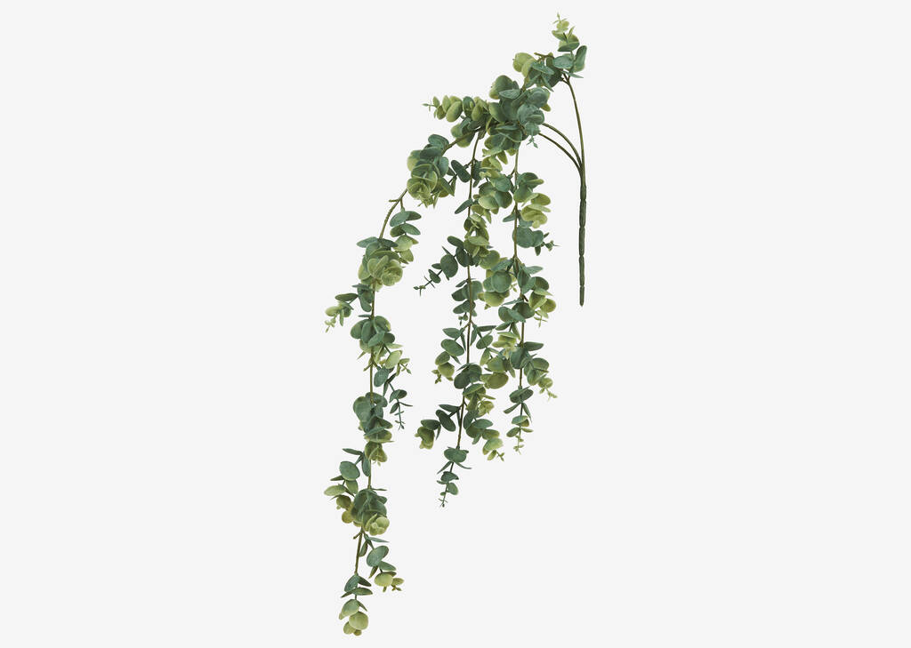 Eucalyptus suspendu Marla