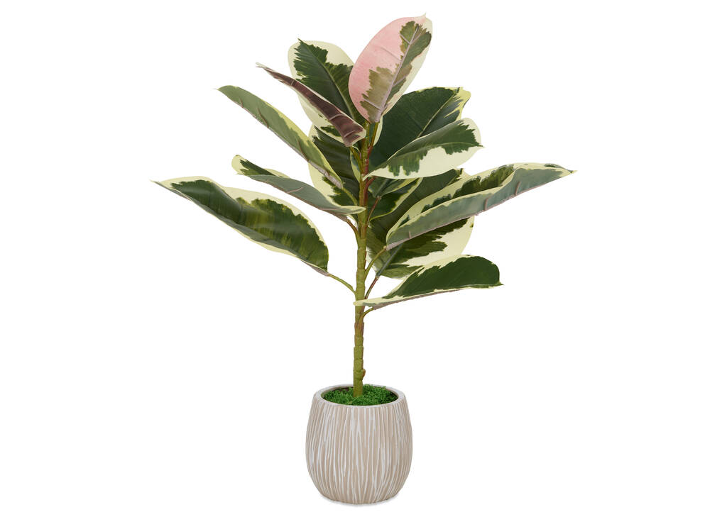 Ficus en pot Tineke