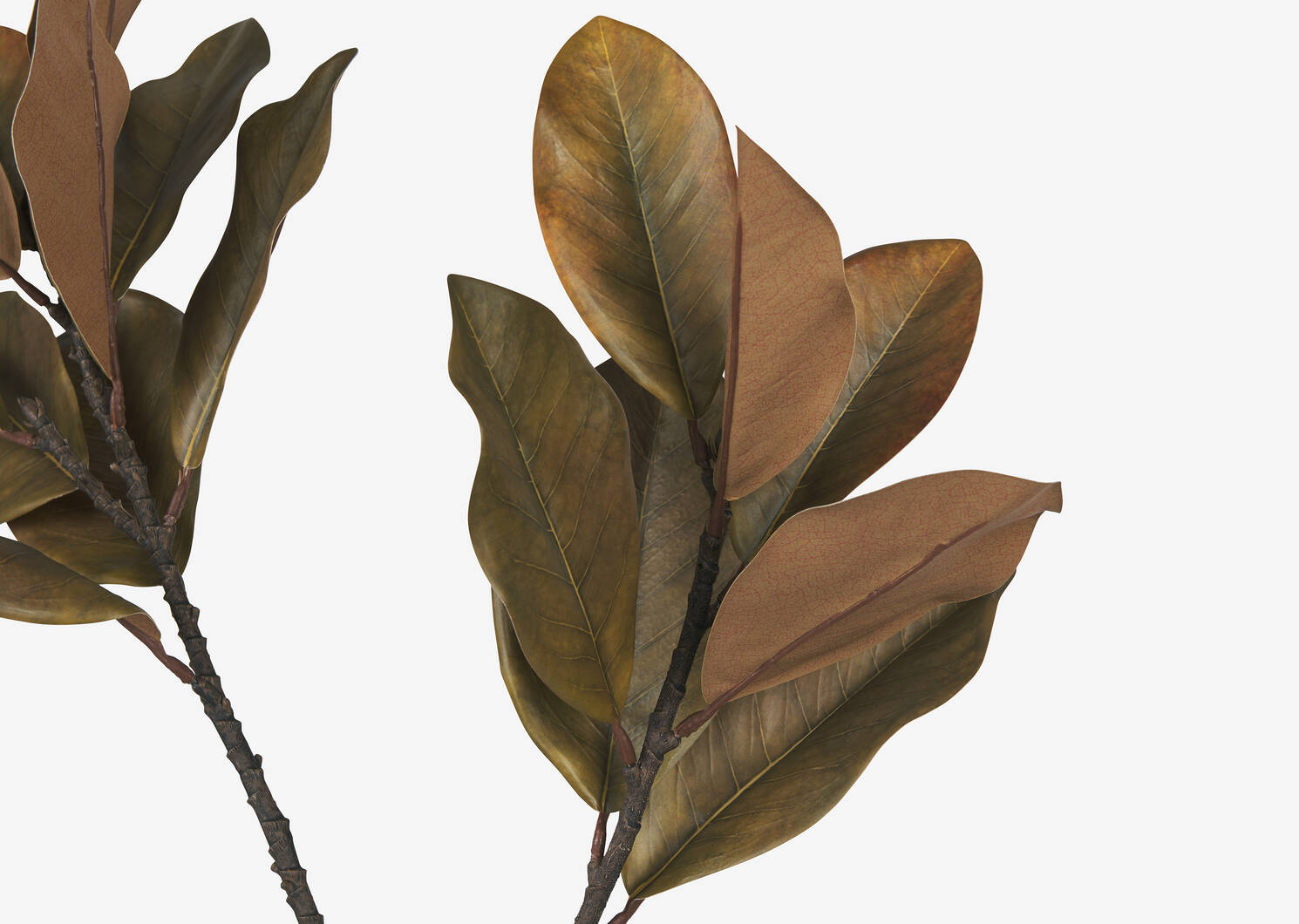 Branche de magnolias Bruno bruns