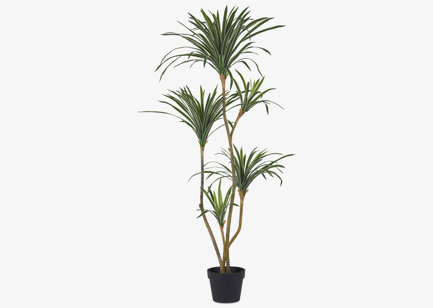 Arbre Dracaena en pot Colm