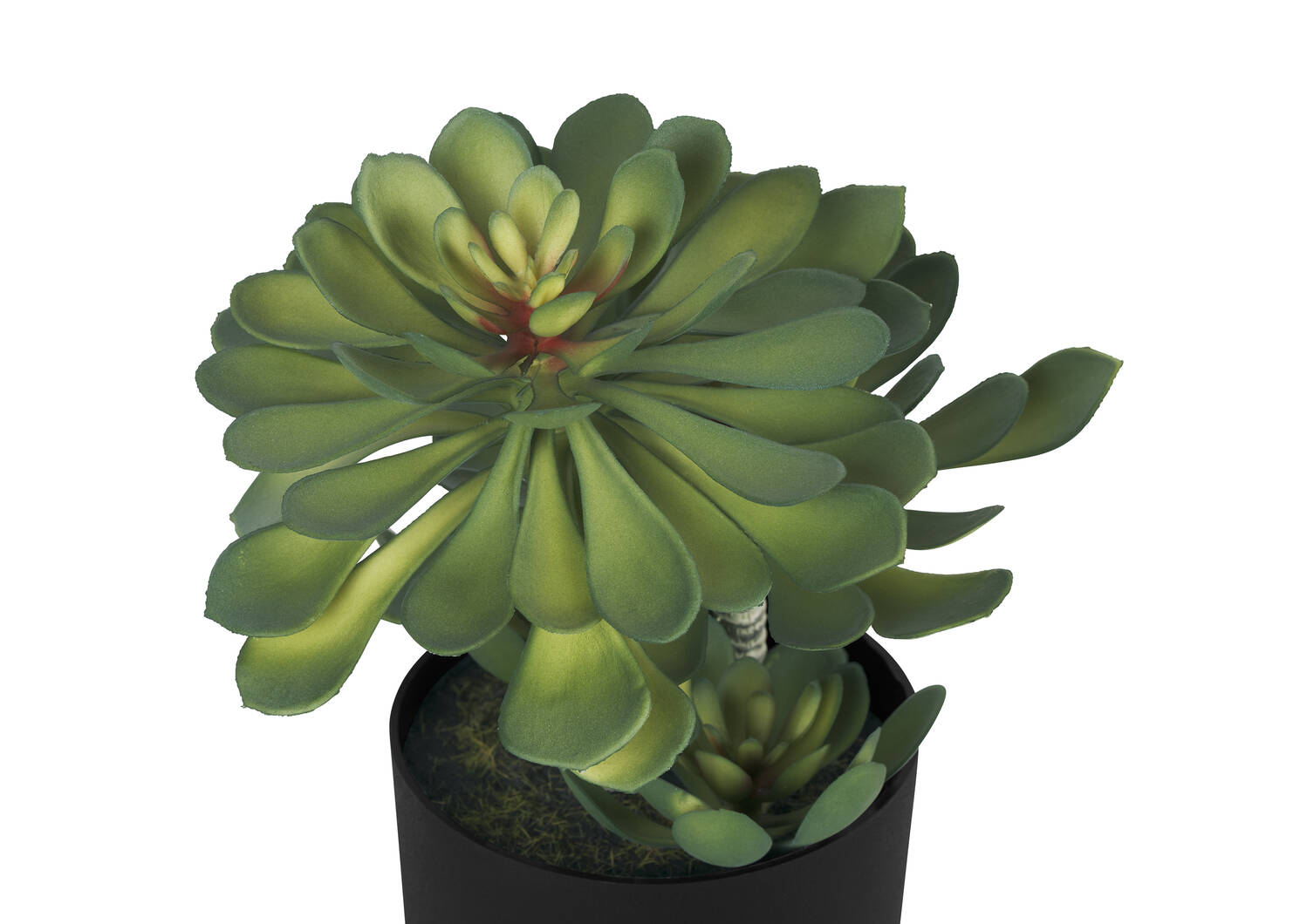 Succulentes en pot Echeveria