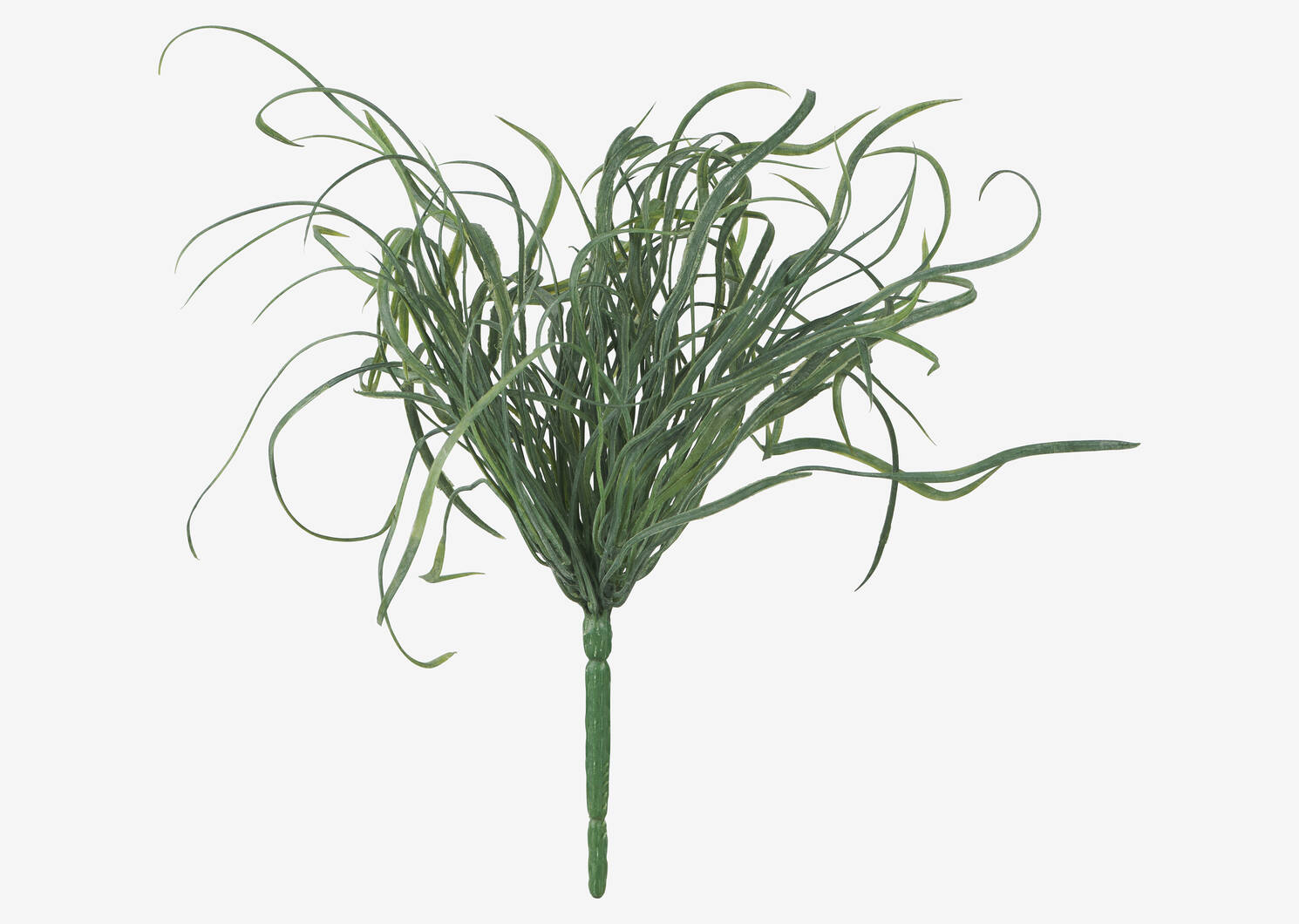 Branche d&rsquo;herbiers marins Maya