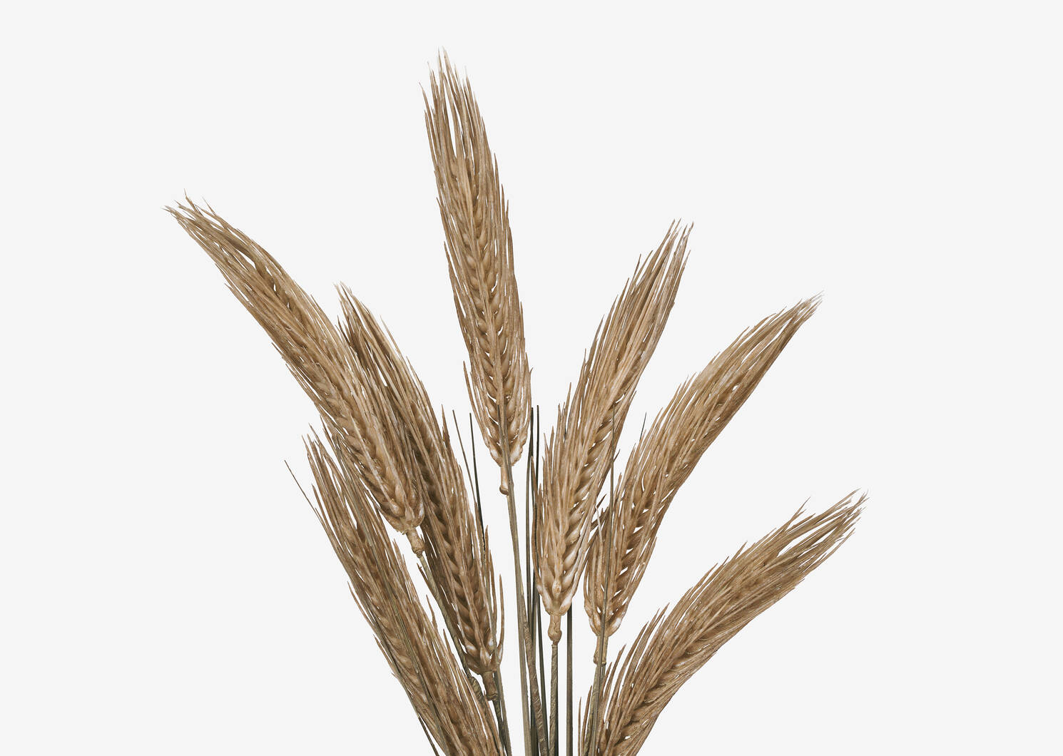 Byres Wheat Stem Caramel