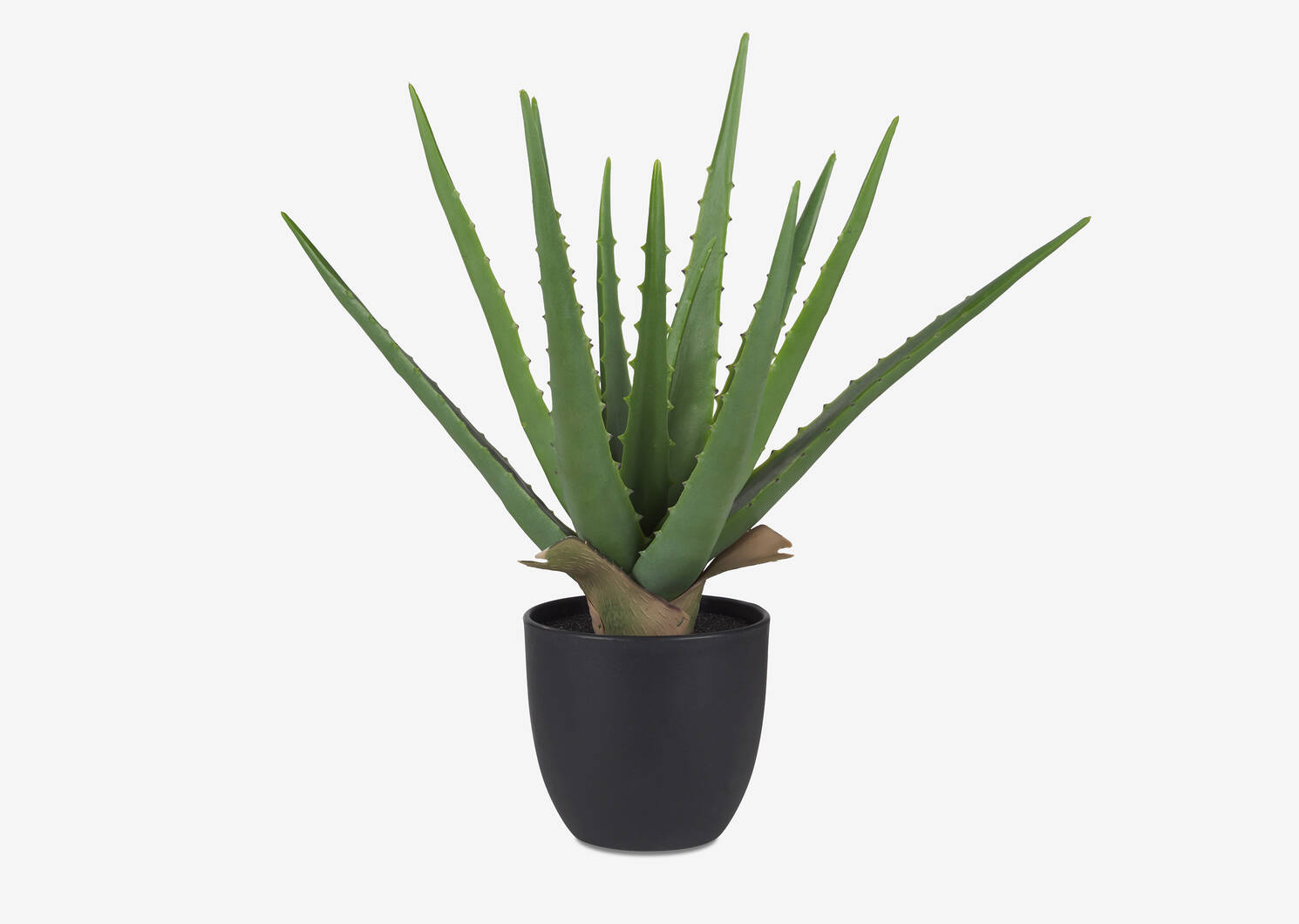 Kani Aloe Plant Potted