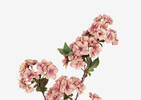 Tige fleurs de cerisier Kya rose voilé