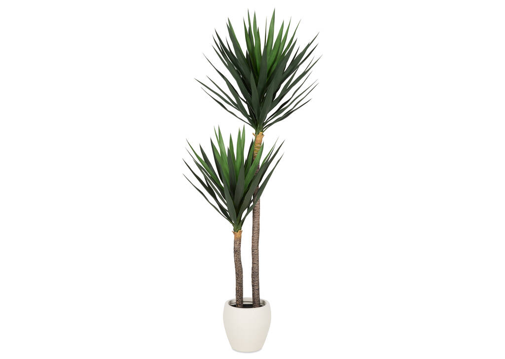 Lucas Yucca Tree Potted