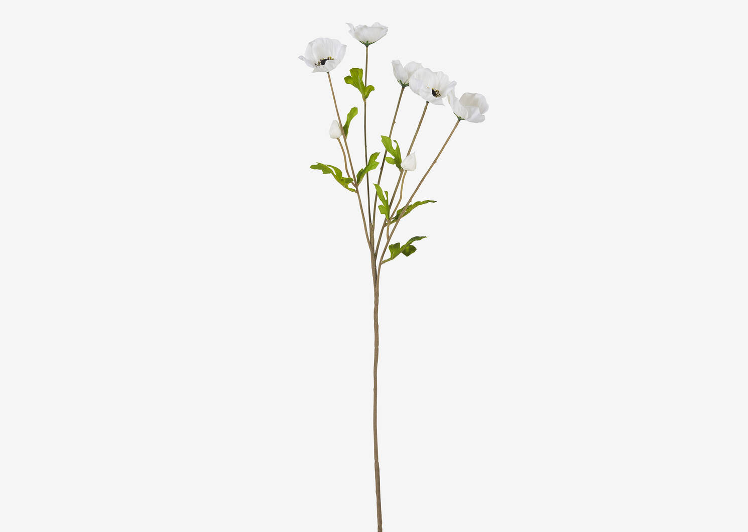 Branche d’anémones Florin blanches