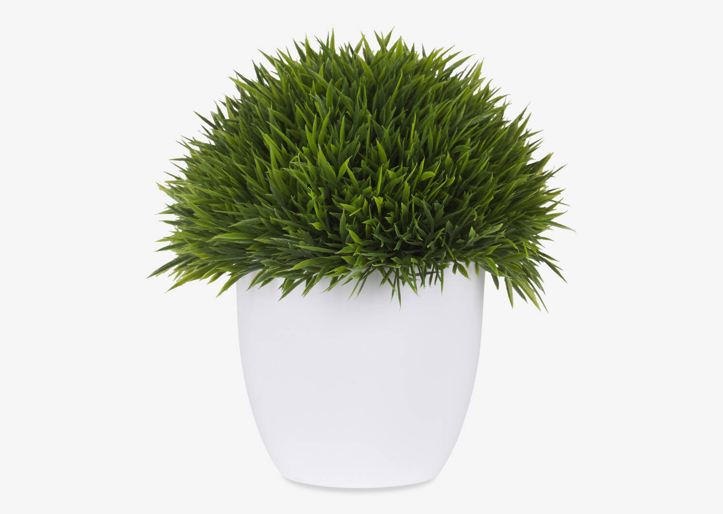 Sena Grass Potted