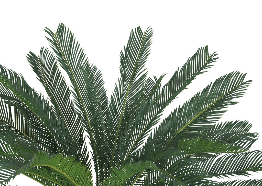 Cycas en pot Byron
