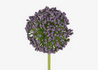 Tige d'allium Etna violet