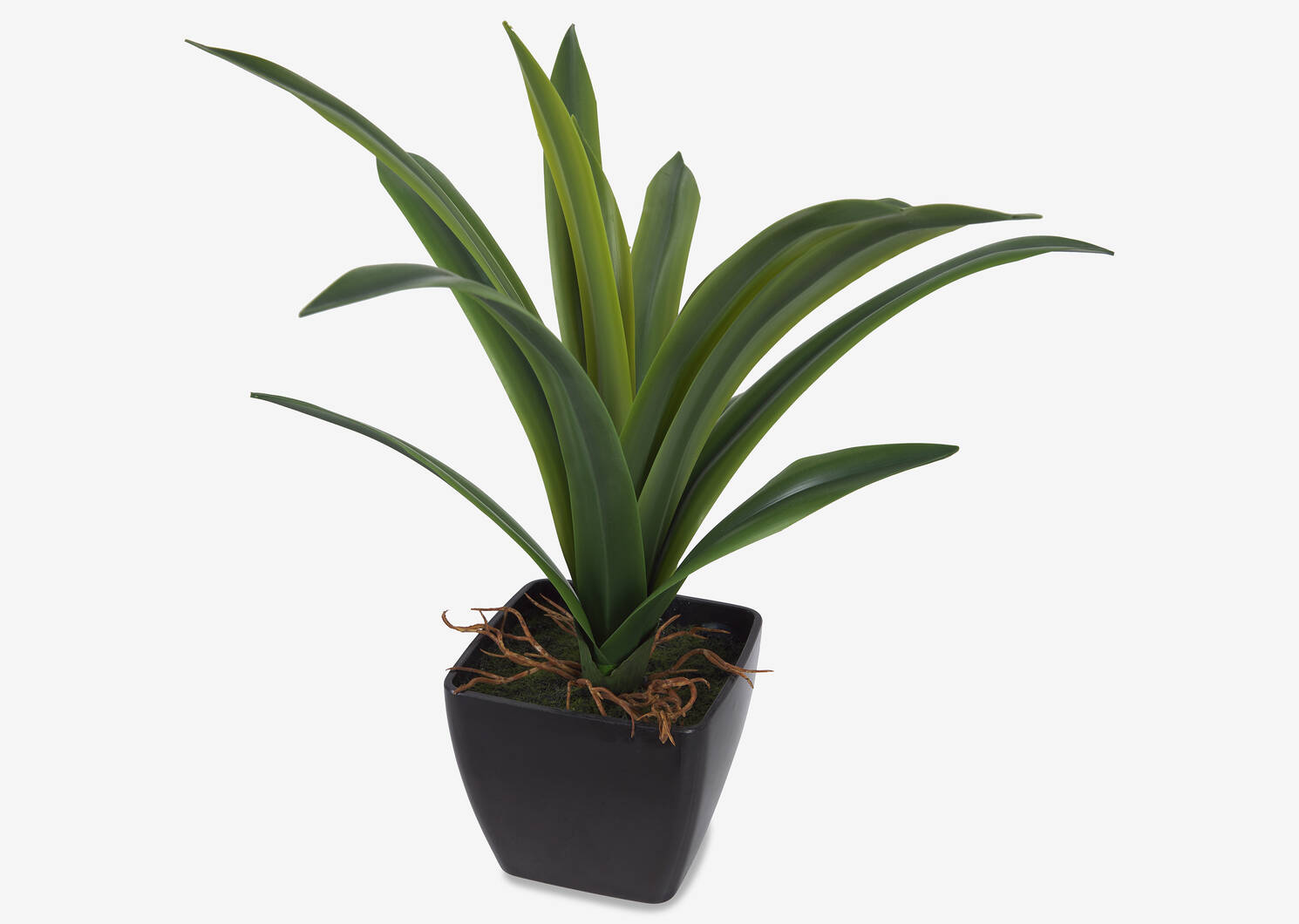 Colm Dracaena Plant Potted