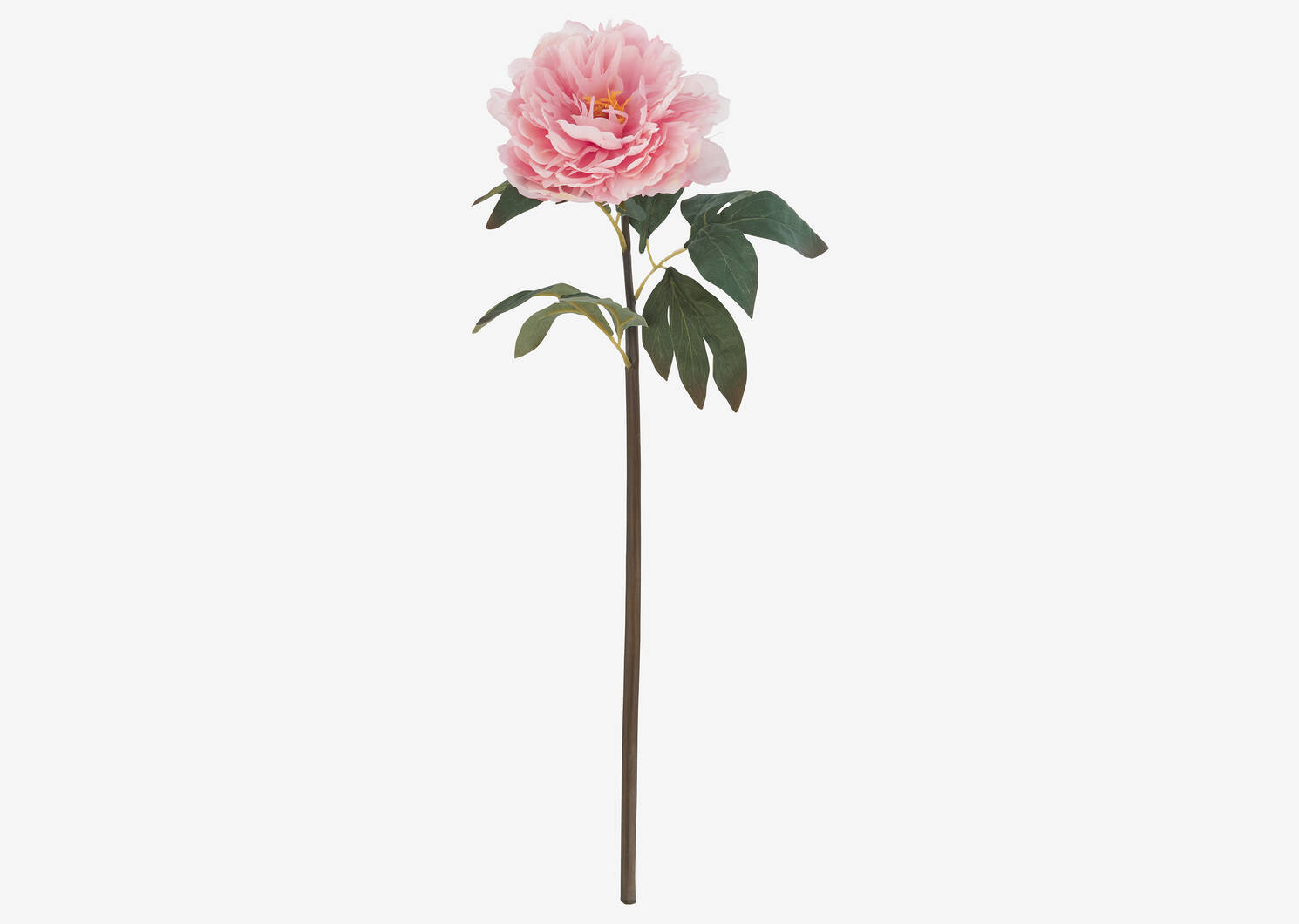 Tige de pivoine Jayde rose