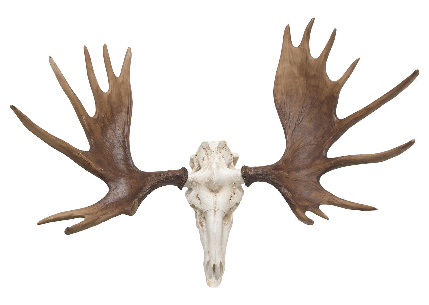 Déco crâne d’orignal Moose