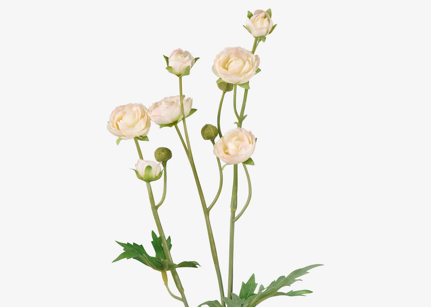 Tove Mini Ranunculus Ivory