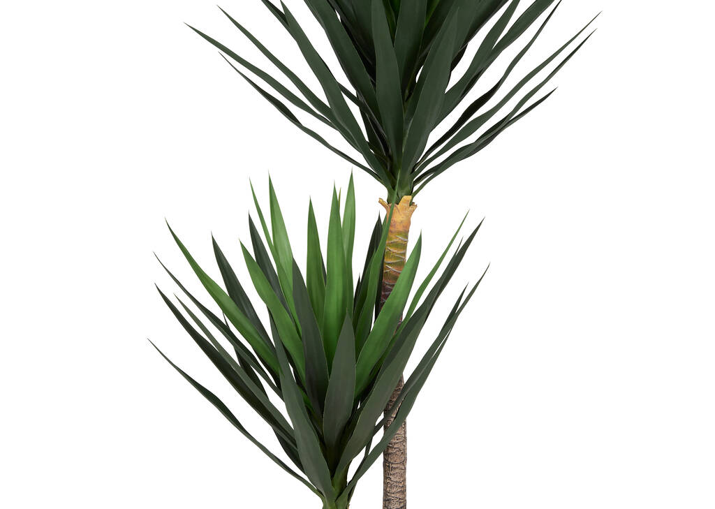 Lucas Yucca Tree Potted