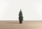Sapins de Noël Seymour