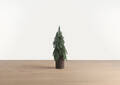 Petit sapin Seymour