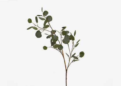 Keimi Eucalyptus Branch