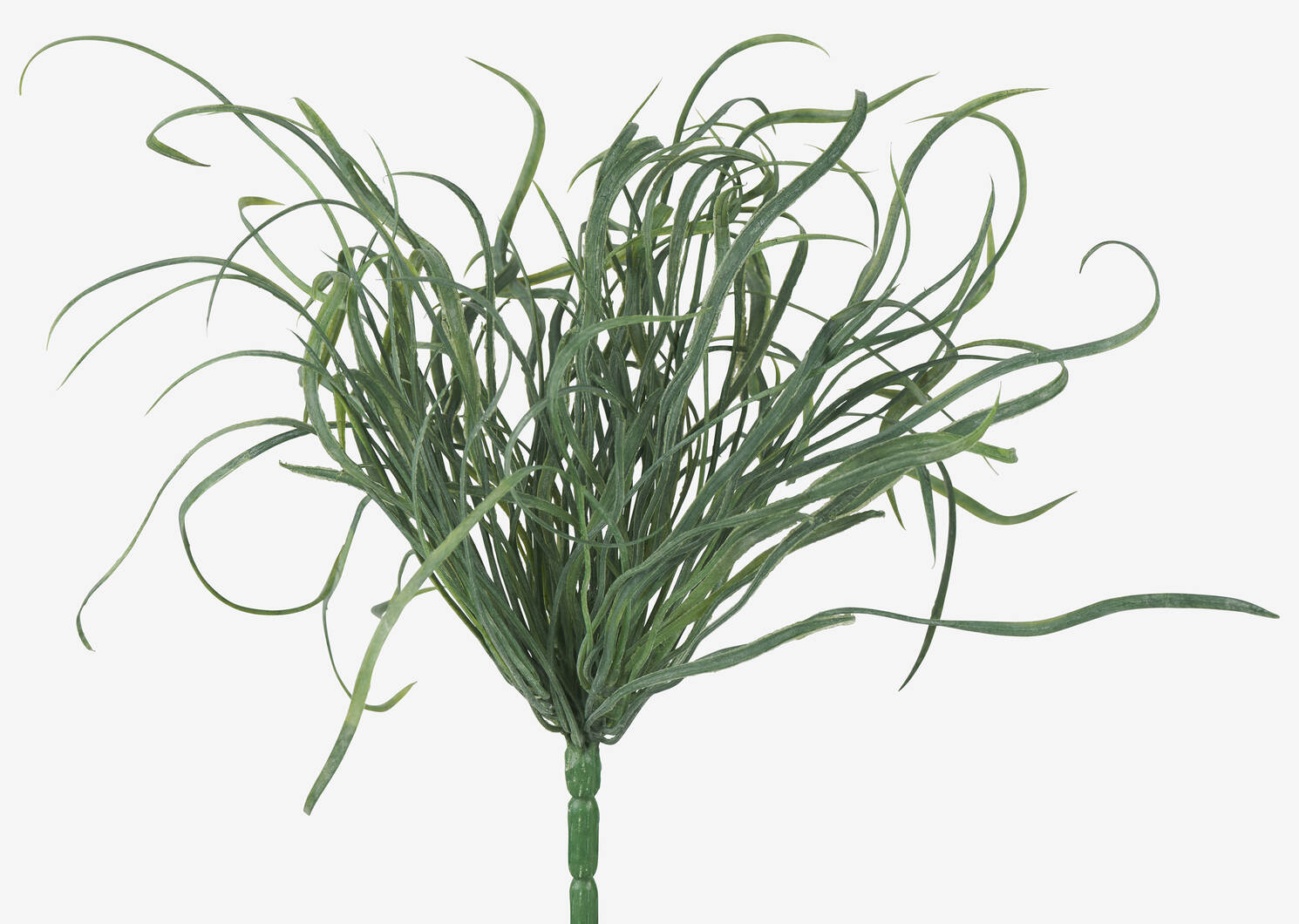 Branche d&rsquo;herbiers marins Maya