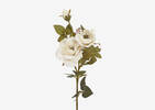 Tige de rose Amora blanche