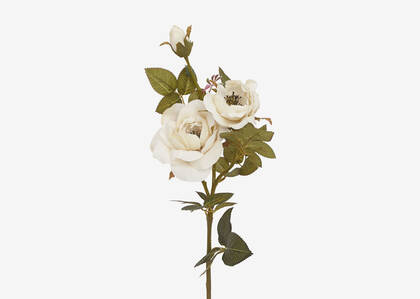 Tige de rose Amora blanche
