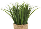 Edyn Grass Potted