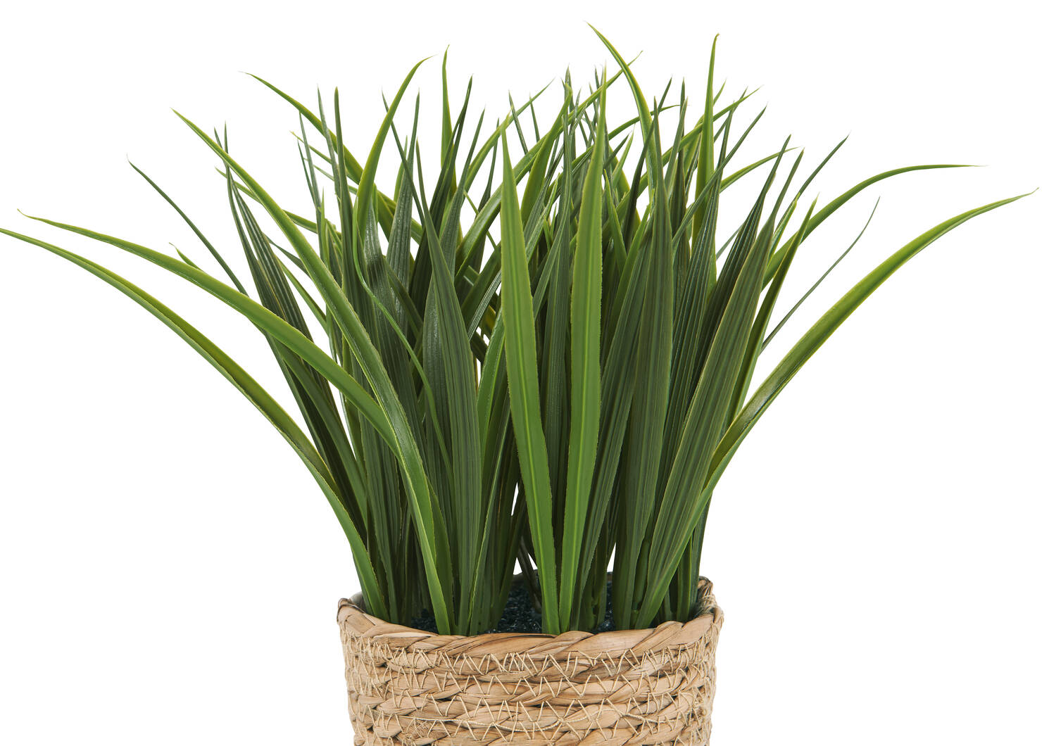 Edyn Grass Potted