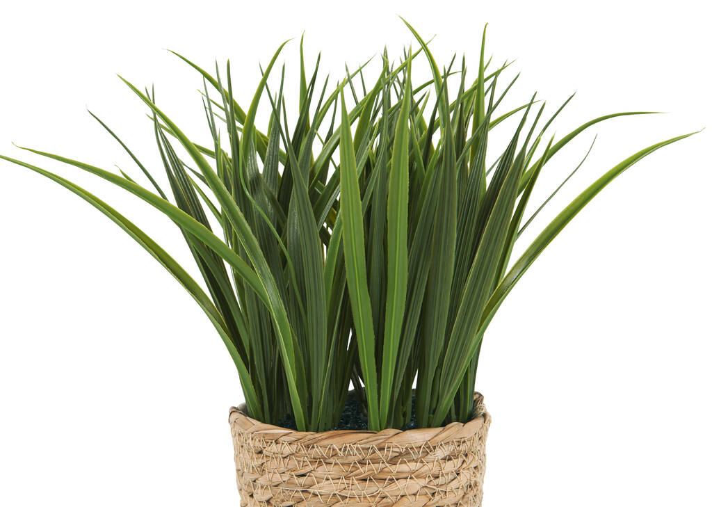 Edyn Grass Potted