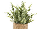 Eucalyptus en pot Suri