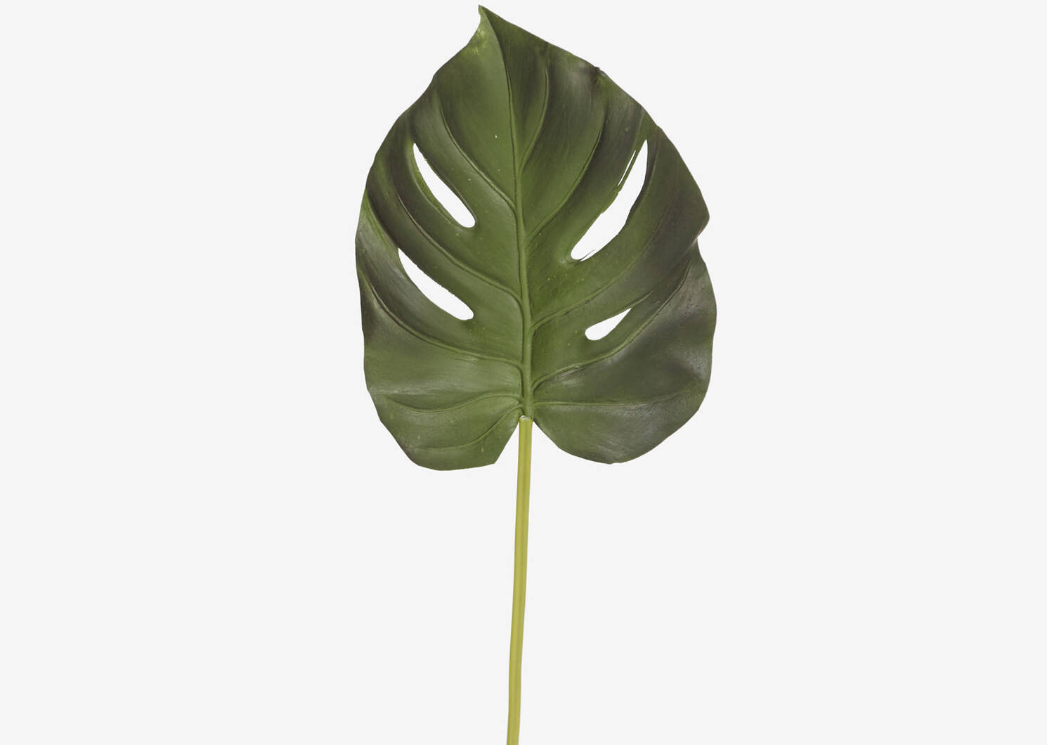 Keilani Philodendron Leaf Palm
