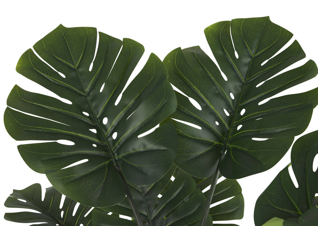 Monstera Plant Potted